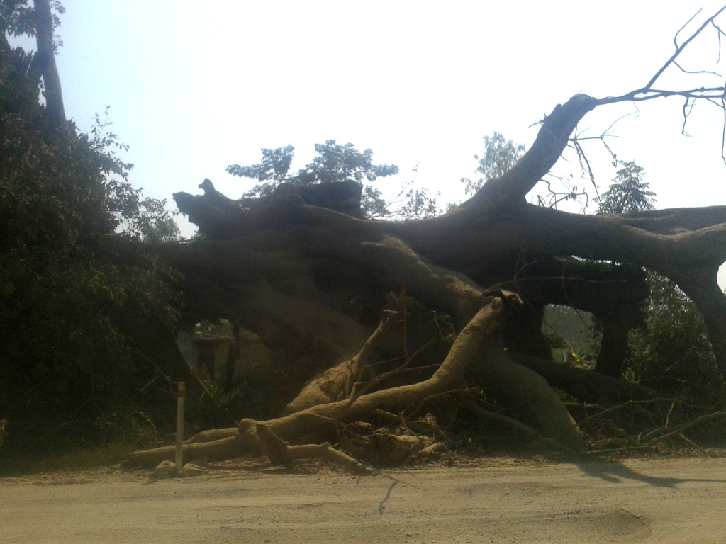 Flora also changed a lot. This tree was huge.