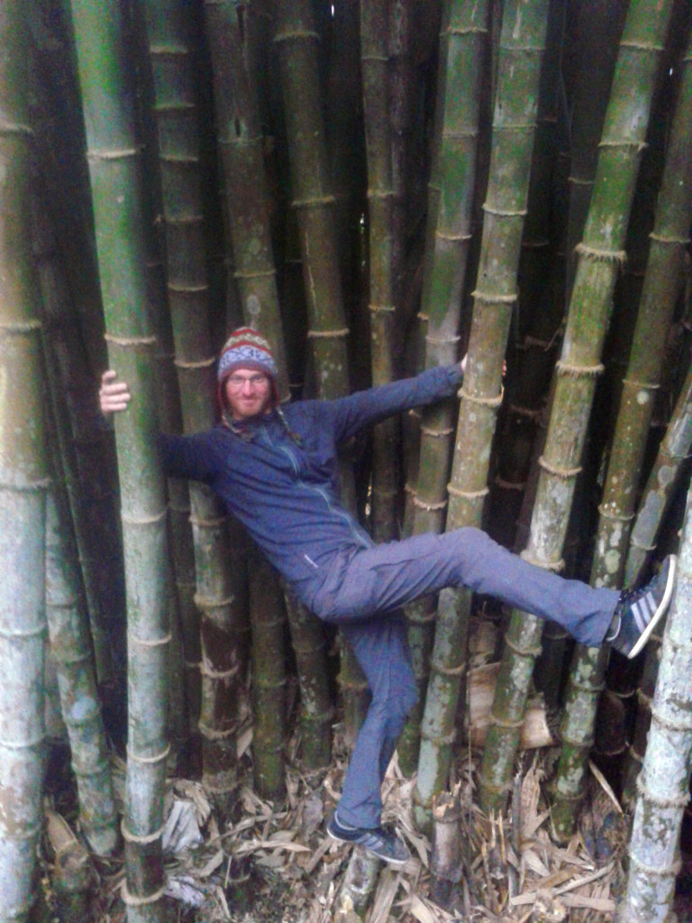 Bamboo can get pretty big