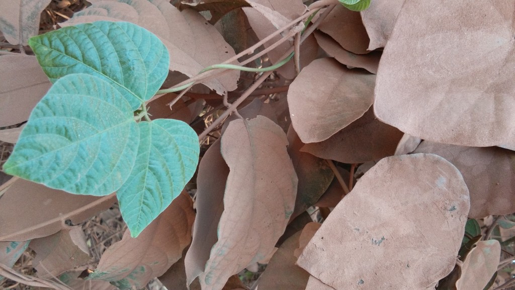 Dirt stained leaves