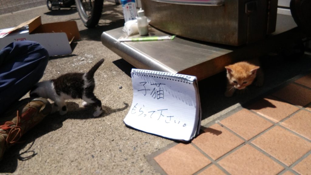 The sign says: "Please take these cats"