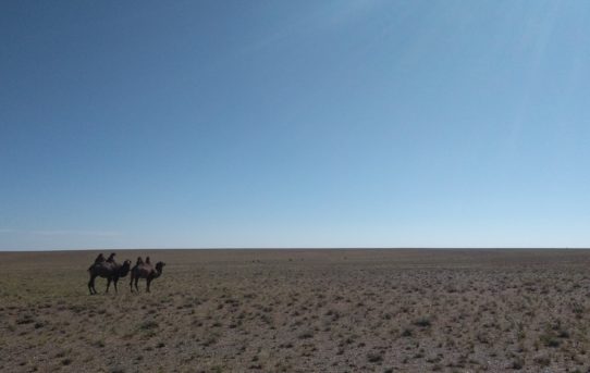 The Beauty and The Beast – Gobi desert