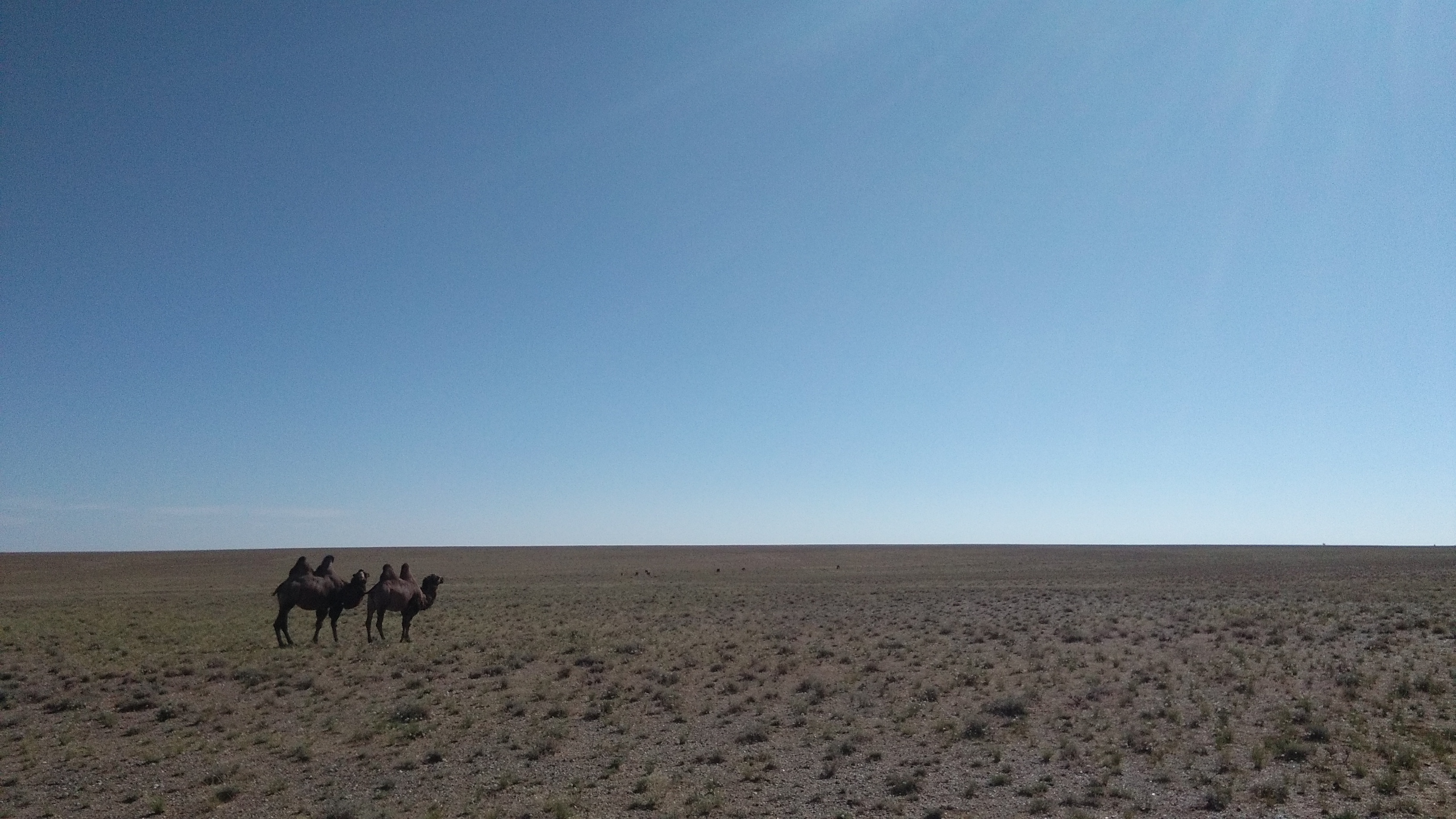 The Beauty and The Beast - Gobi desert
