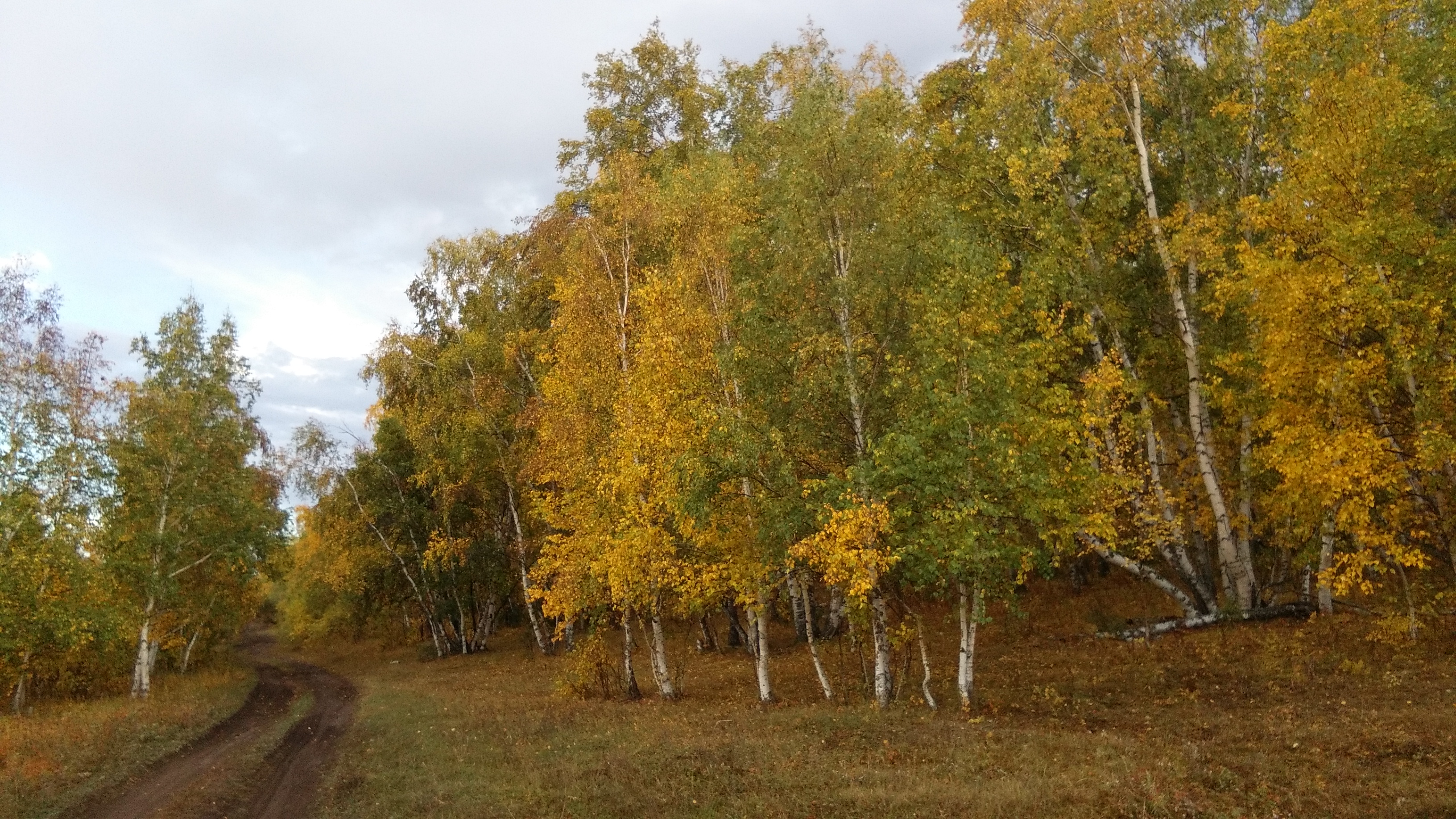 Birch trees and muddy tracks - Mongolia