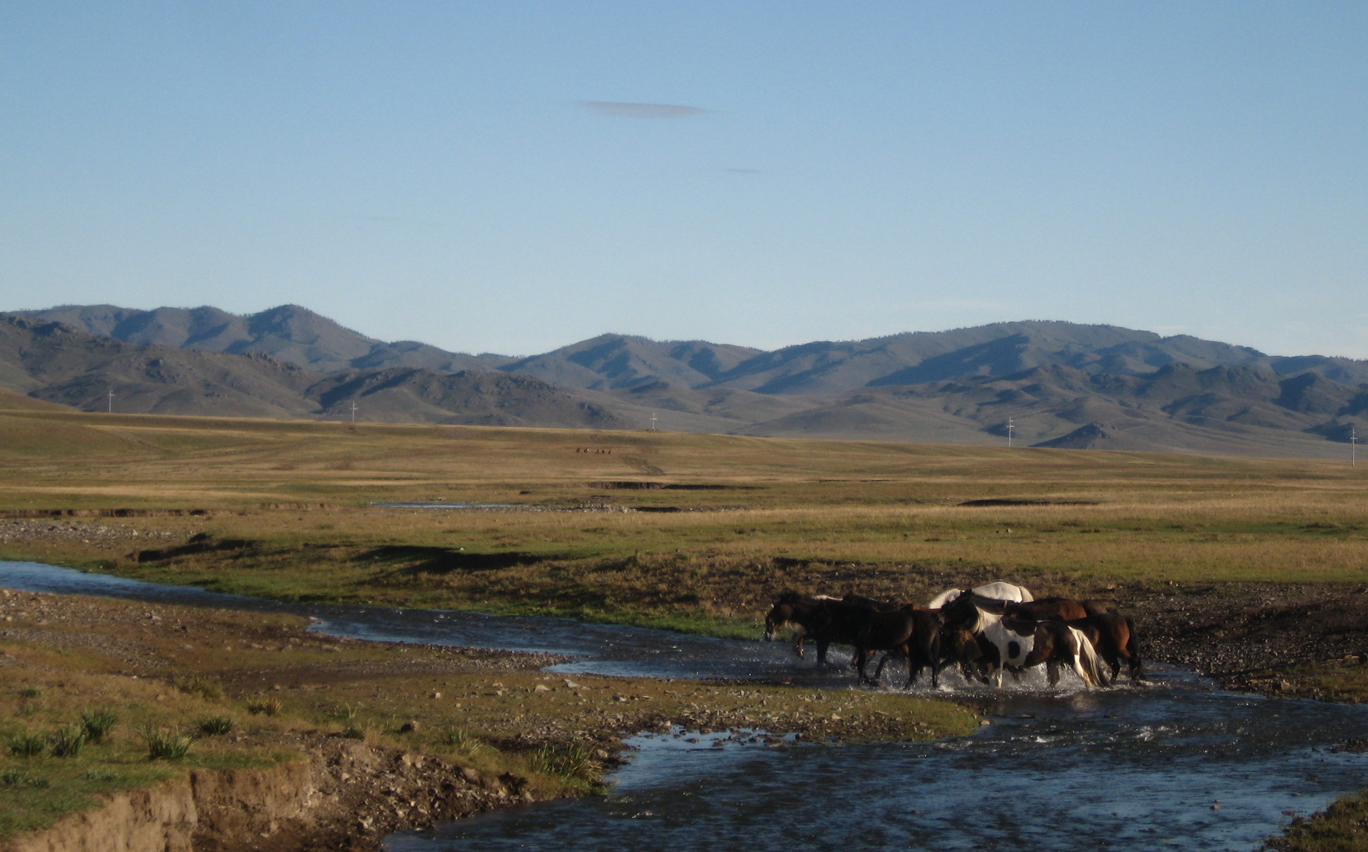 Horses crossing a river - Mongolia
