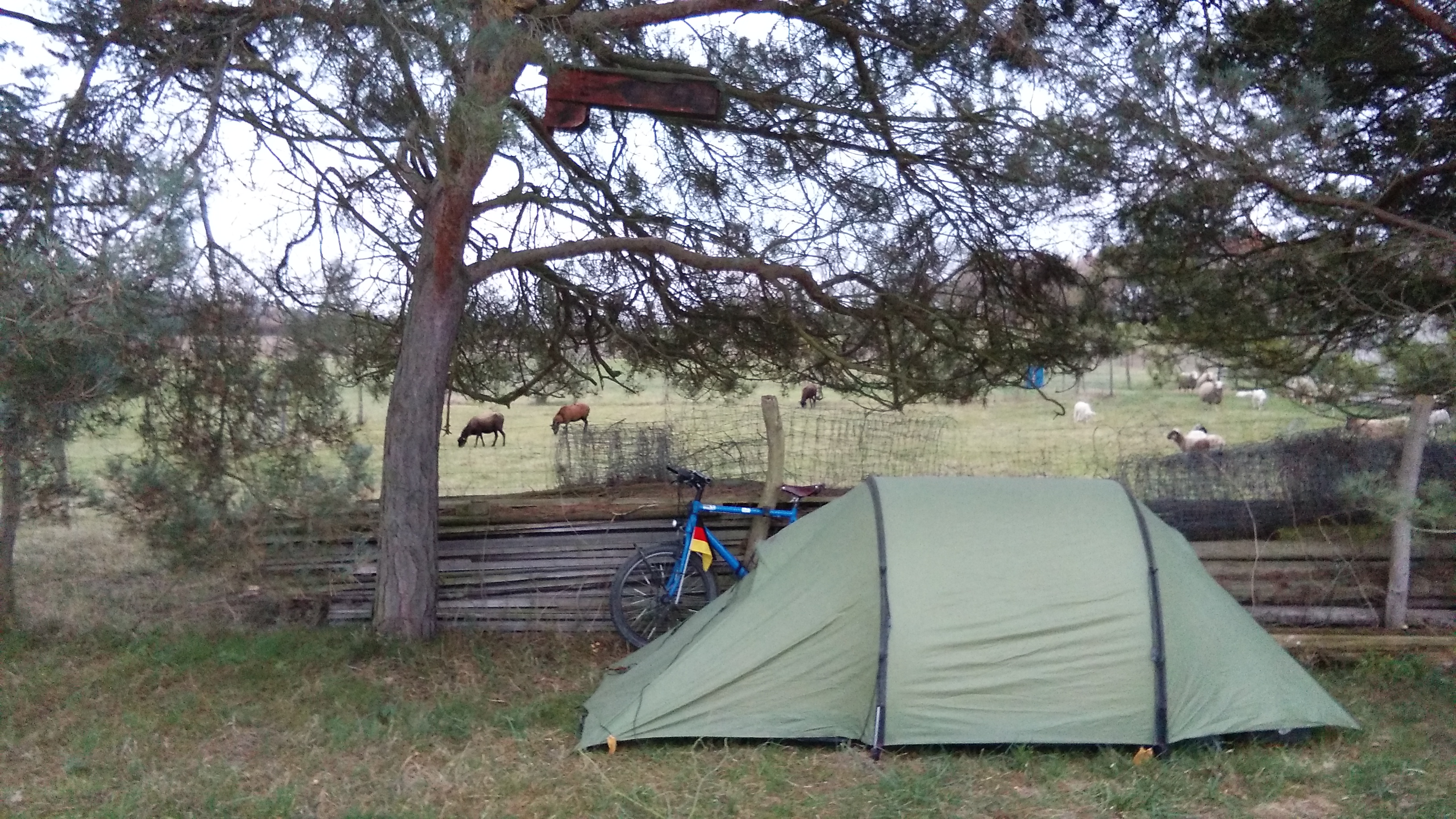 Last night in the tent. There were even some sheep behind the fence.